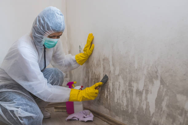 Best White Mold Remediation in Lantana, TX
