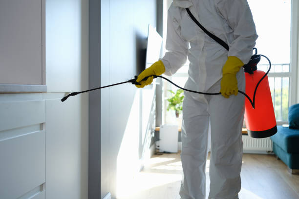 Best White Mold Remediation in Lantana, TX